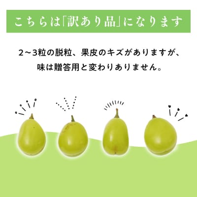 2026年産先行受付訳あり 北国の冬シャインマスカット2房【原田農園】