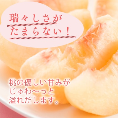 先行予約≪8月～9月発送予定≫  品種お任せ 平川市産 白桃 約2kg (5-6玉)