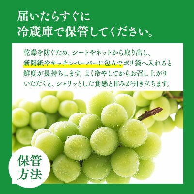 北国の冬シャインマスカット2房 【原田農園】                        