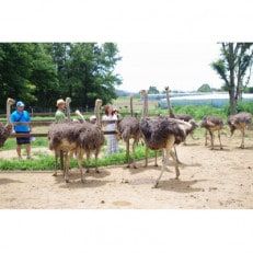 ダチョウ王国入園チケット (入園券大人2枚・小人2枚)