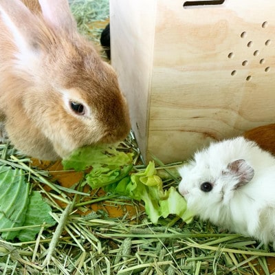 ダチョウ王国入園チケット (入園券大人2枚・小人2枚)