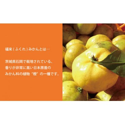 常陸野ネストだいだいエール330ml 5本セット