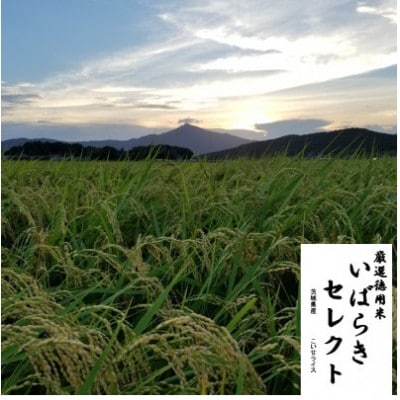 茨城県産こしひかりミックス 白米5kg 令和7年産