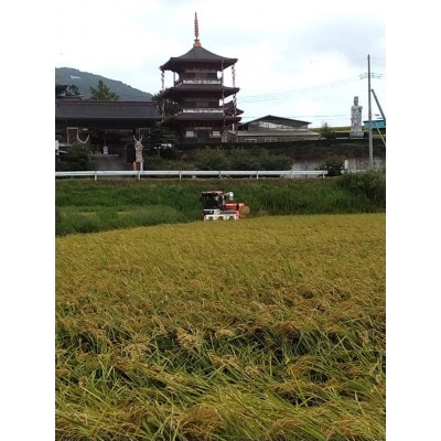 獅子米 もち米(マンゲツモチ) 精米10kg【令和6年産】
