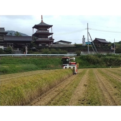【令和5年産】新年特別企画 獅子米 特Aコシヒカリ玄米 10kg