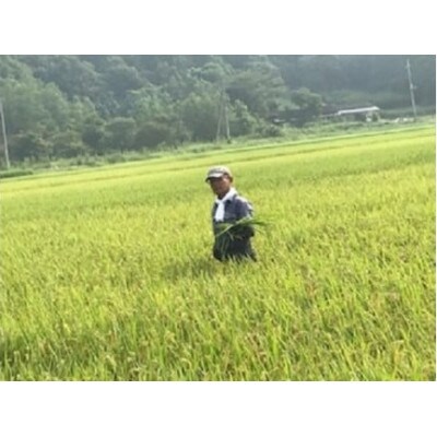 【令和5年産】新年特別企画 獅子米 あきたこまち精米 10kg