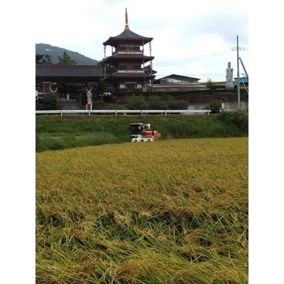 【令和6年産】マンゲツモチ 精米5kg