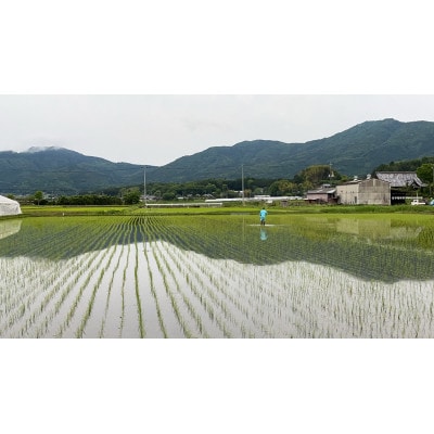 【令和7年産】獅子米 ゆうだい21 精米 5kg