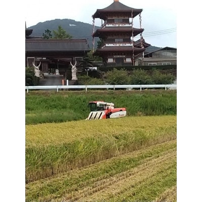 【令和7年産】獅子米 コシヒカリ 精米 10kg