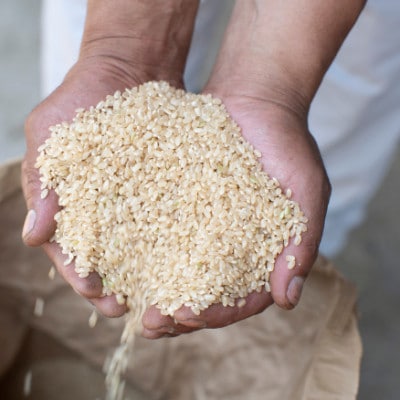 令和7年産 茨城県産 常陸牛農家が育てる コシヒカリ 精米 10kg