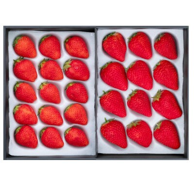 TGファームの朝摘みいちごの食べ比べ「よつぼし・紅ほっぺ」