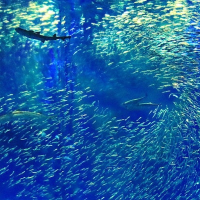 アクアワールド茨城県大洗水族館　貸切3時間プラン(イルカ・アシカオーシャンライブ付)