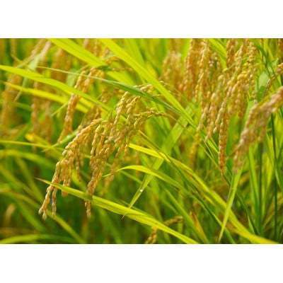 令和5年産 【特別栽培米】「コシヒカリ」&「ゆうだい21」精米セット4kg(2kg×2袋)