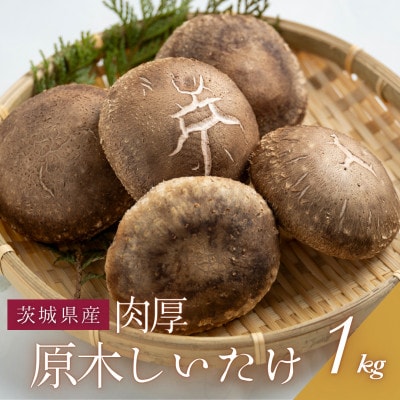 原木生しいたけ 約1kg・肉厚 | ふるさと納税のお礼品