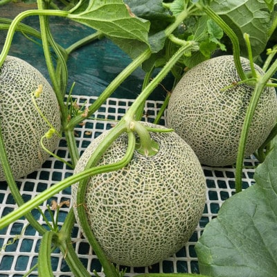 茨城県オリジナルメロン「イバラキング」【アンテナ付き2玉・化粧箱入り】