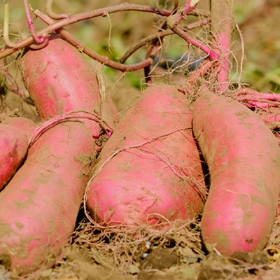 べにはるか平切り320g×3袋