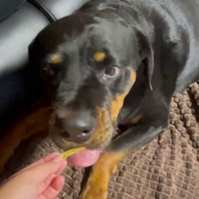 茨城県産ほしいもの未利用部分を使用した犬の無添加おやつ(フレークタイプ300g×2袋)