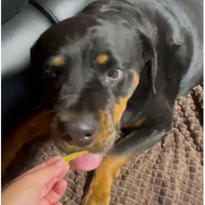 茨城県産ほしいもの未利用部分を使用した犬の無添加おやつ(フレークタイプ90g×2袋)