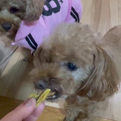 茨城県産ほしいもの未利用部分を使用した犬の無添加おやつ(フレークタイプ90g×8袋)