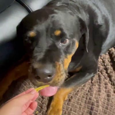 茨城県産ほしいもの未利用部分を使用した犬の無添加おやつ(ふりかけタイプ90g×4袋)