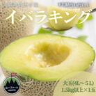 【先行受付】令和8年5月順次発送 茨城県オリジナル品種!! イバラキング 4L～5L・1玉 数量限定