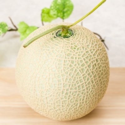 【生産量日本一】茨城県産 アールスメロン【特秀】1玉