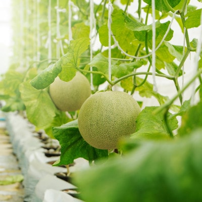 【生産量日本一】茨城県産 アールスメロン【特秀】1玉