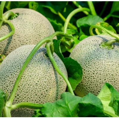 【令和5年 品質優良賞受賞】茨城県旭村産クインシーメロン(赤肉) 特秀2玉