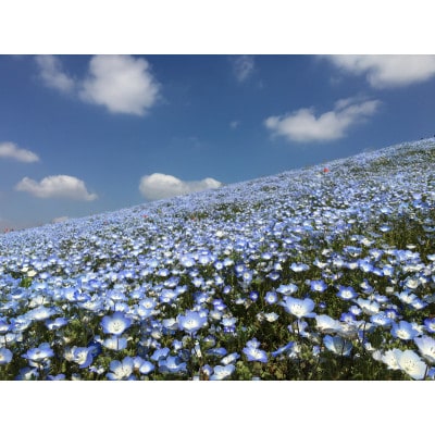 茨城県初!国営ひたち海浜公園 「ネモフィラの花絶景いばらき堪能周遊ツアー 」ペア宿泊付 ※日付指定