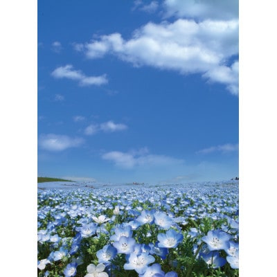 茨城県初!国営ひたち海浜公園 「ネモフィラの花絶景いばらき堪能周遊ツアー 」ペア宿泊付 ※日付指定