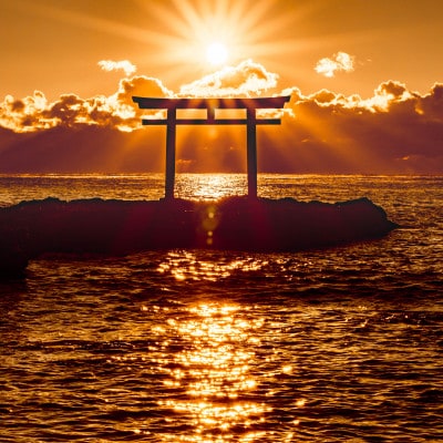 茨城県初!国営ひたち海浜公園 「ネモフィラの花絶景いばらき堪能周遊ツアー 」ペア宿泊付 ※日付指定