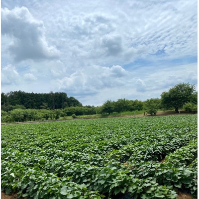熟成蜜芋 ねっとり甘い 半熟スイートポテト120g×6個