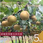【数量限定!】桧山果樹園の茨城県ブランド梨　恵水5kg
