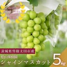【数量限定!】桧山果樹園のシャインマスカット5kg