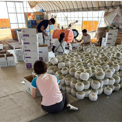 茨城県産メロン 茨城県オリジナル品種 イバラキング 2玉(3L)2026年5月下旬順次発送予定