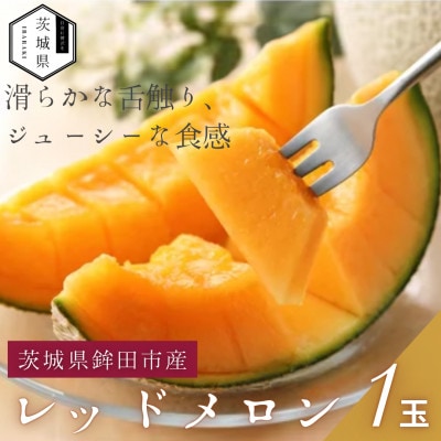 【優秀賞受賞農家直送】鉾田市産レッドメロン　1.6kg以上×1玉　(※26年5月～発送予定)