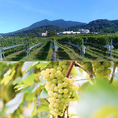 【離島・沖縄配送不可】つくばワイナリー ツインピークスブラン　750ml