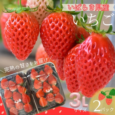 【茨城県産】菅谷いちご園の完熟いちご　3Lサイズ 11粒×2パック