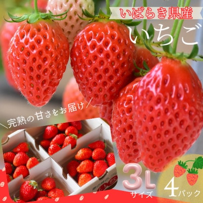 【茨城県産】菅谷いちご園の完熟いちご『いちごっ子』 3Lサイズ 11粒×4パック