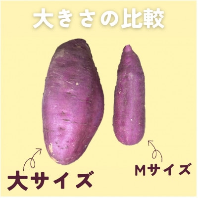 茨城県産 紅まさり・大(1箱約4～6本入り×2箱セット)1本800g以上!