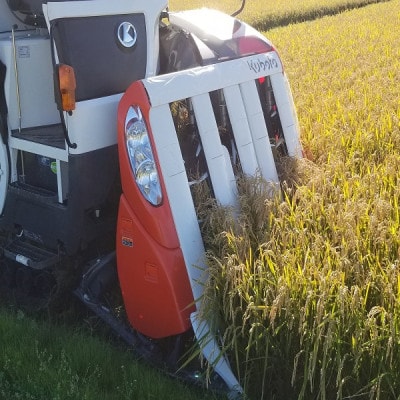 茨城県産こしひかりミックス 白米5kg 令和7年産