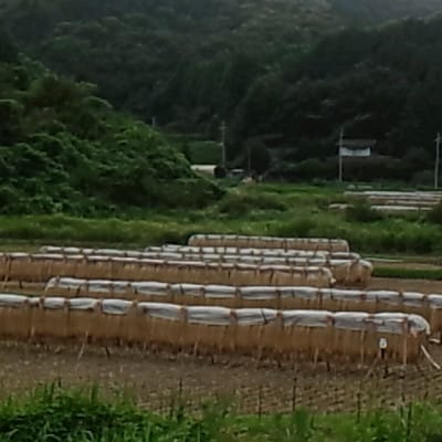 茨城県産 こしひかりミックス 精米 令和7年産　10kg×1袋
