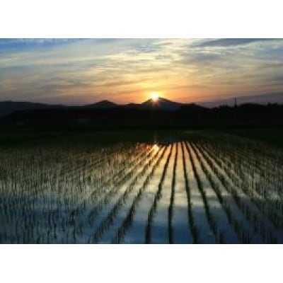 茨城県産 こしひかりミックス 精米 令和7年産　10kg×1袋