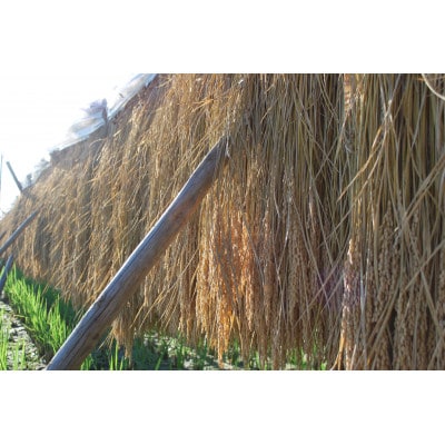 令和7年産　奥久慈大子町産コシヒカリ　精米　計10kg