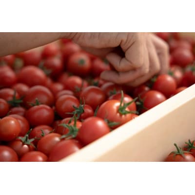 フルーツトマト1kg