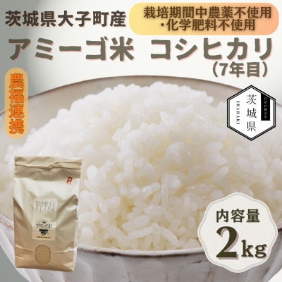 令和7年産新米 アミーゴ米2kg(コシヒカリ・天日干し)【自然の力　栽培期間中農薬・化学肥料不使用】