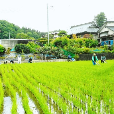 令和7年産新米 アミーゴ米2kg(コシヒカリ・天日干し)【自然の力　栽培期間中農薬・化学肥料不使用】