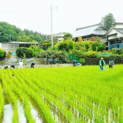 令和7年産新米 アミーゴ米5kg(コシヒカリ・天日干し)【自然の力　栽培期間中農薬・化学肥料不使用】