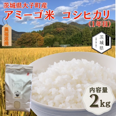令和7年産新米 アミーゴ米2kg(コシヒカリ・天日干し米(1年目))栽培期間中農薬・化学肥料不使用