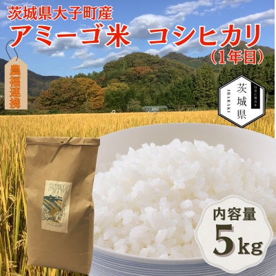 令和7年産新米 アミーゴ米5kg(コシヒカリ・天日干し米(1年目))栽培期間中農薬・化学肥料不使用